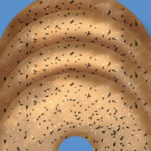 bagel